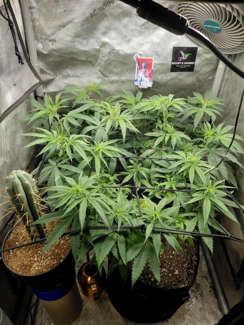 RoadSide Haze- Dirty Bird Genetics. Week 7