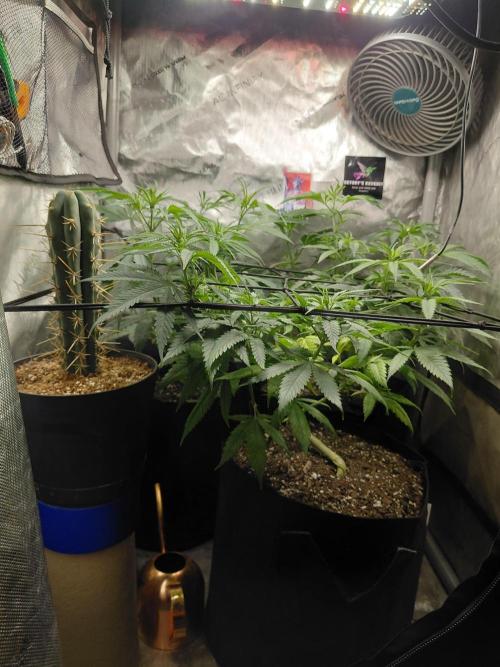RoadSide Haze- Dirty Bird Genetics. Week 7