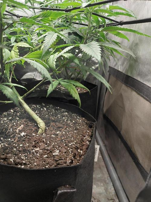 RoadSide Haze- Dirty Bird Genetics. Week 7