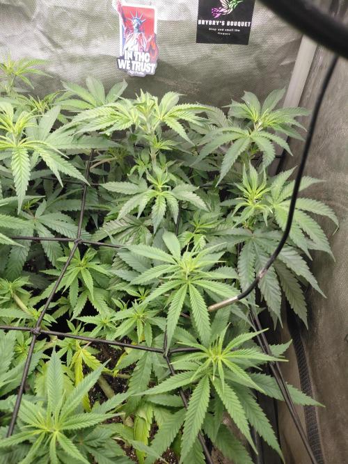 RoadSide Haze- Dirty Bird Genetics. Week 7