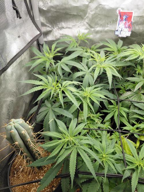 RoadSide Haze- Dirty Bird Genetics. Week 7