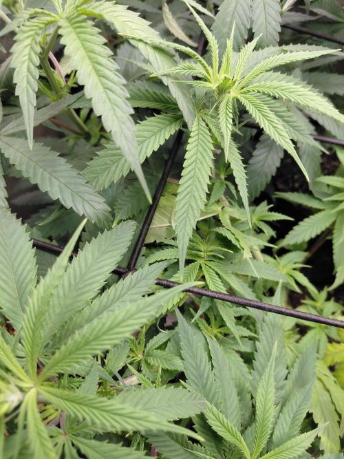 RoadSide Haze- Dirty Bird Genetics. Week 7