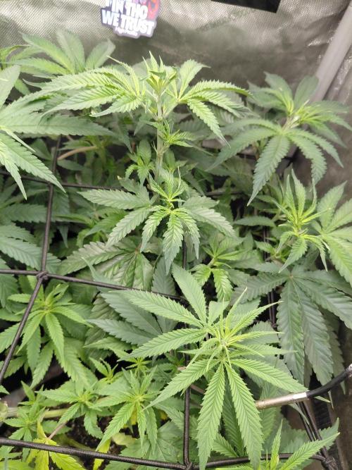 RoadSide Haze- Dirty Bird Genetics. Week 7