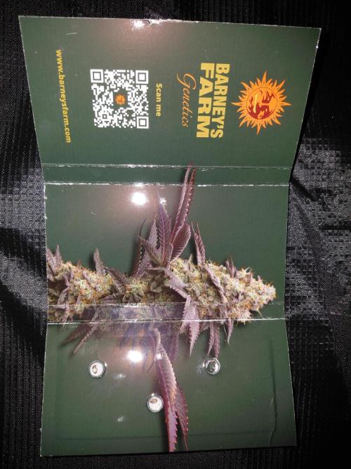 Ice Cream Cake-Barney Farms. Week 0