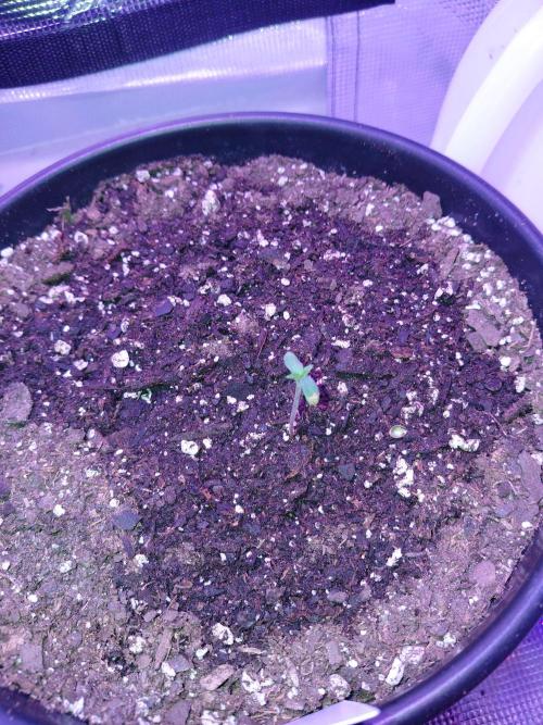 Ice Cream Cake-Barney Farms. Week 0