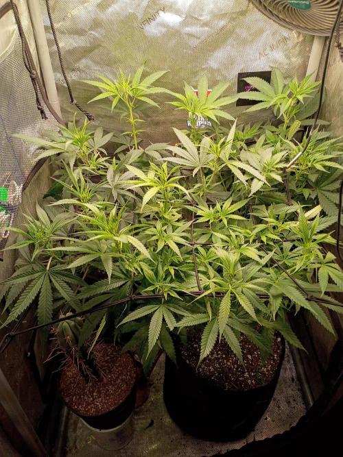 RoadSide Haze- Dirty Bird Genetics. Week 8