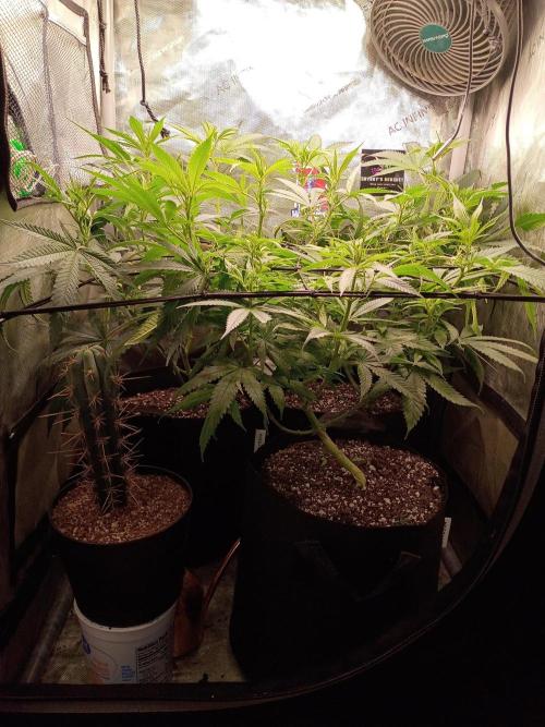 RoadSide Haze- Dirty Bird Genetics. Week 8