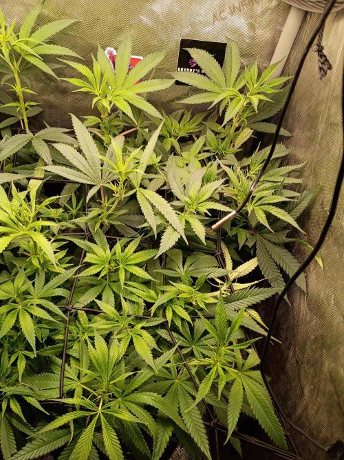 RoadSide Haze- Dirty Bird Genetics. Week 8