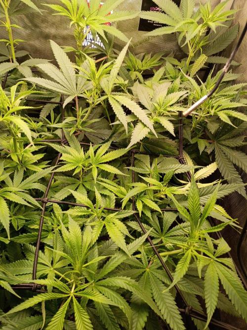 RoadSide Haze- Dirty Bird Genetics. Week 8