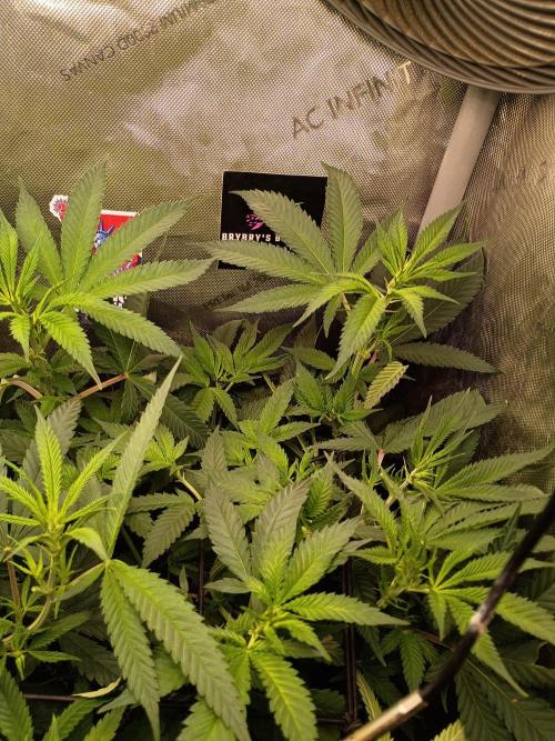 RoadSide Haze- Dirty Bird Genetics. Week 8