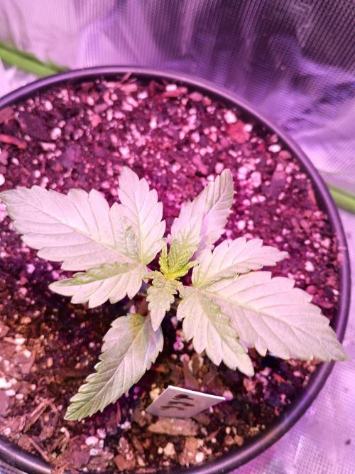 Ice Cream Cake-Barney Farms. Week 1