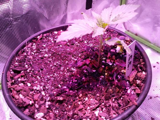 Ice Cream Cake-Barney Farms. Week 1