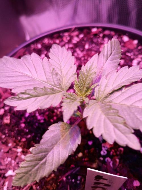 Ice Cream Cake-Barney Farms. Week 1