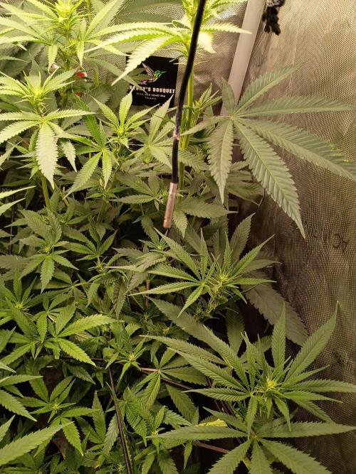 RoadSide Haze- Dirty Bird Genetics. Week 9