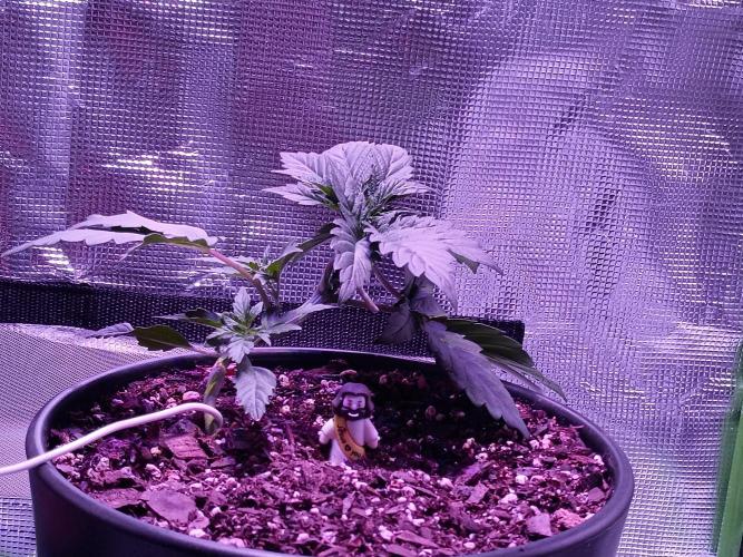 Ice Cream Cake-Barney Farms. Week 2