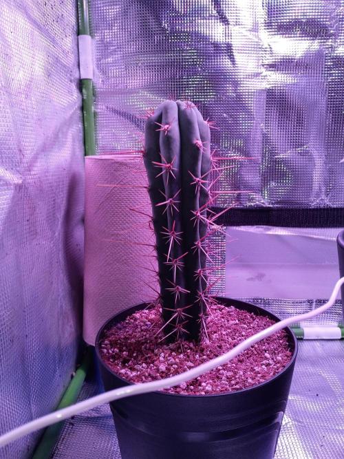 CLOUDLAB 422, Advance Grow Tent 2x2. Week 2