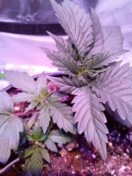 Ice Cream Cake-Barney Farms. Week 2