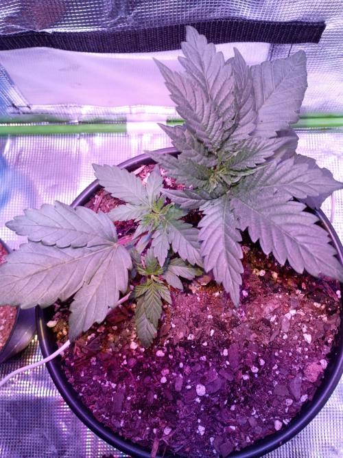 Ice Cream Cake-Barney Farms. Week 2