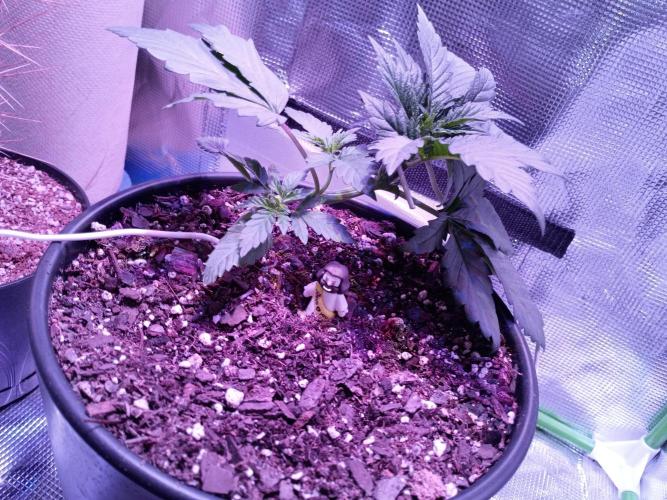 Ice Cream Cake-Barney Farms. Week 2