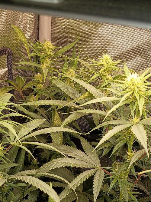 RoadSide Haze- Dirty Bird Genetics. Week 10