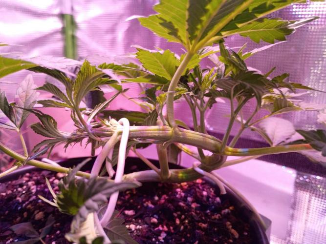 CLOUDLAB 422, Advance Grow Tent 2x2. Week 3