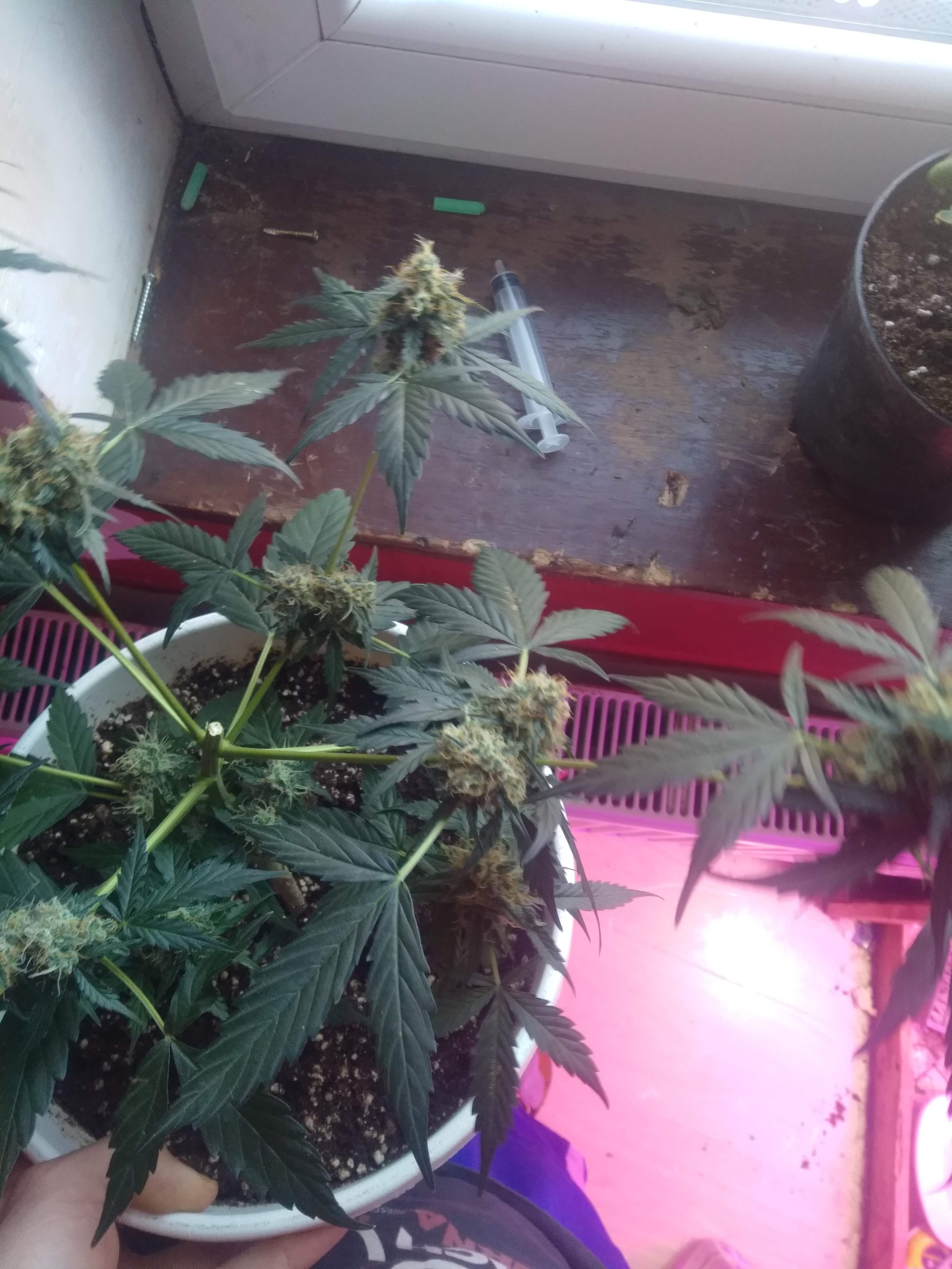 White Label Purple Bud Automatic grow diary (journal) week12 by Chocoananas GrowDiaries