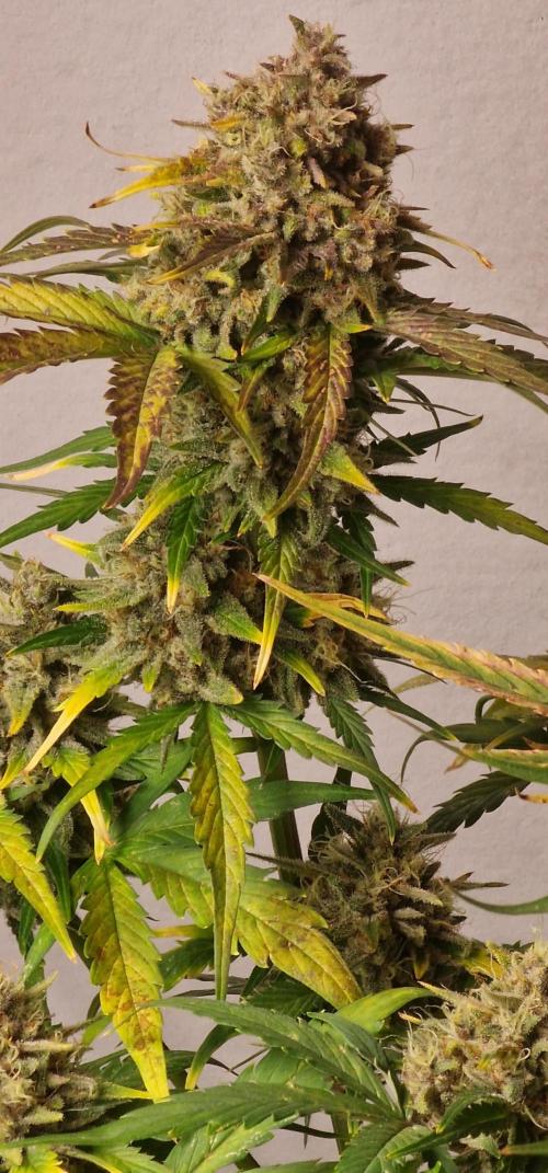 Fast Buds - Apple Strudel Auto door HerzundLeidenschaft