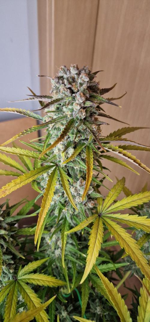 DarkDevil. Week 9 - Herbstlich 
