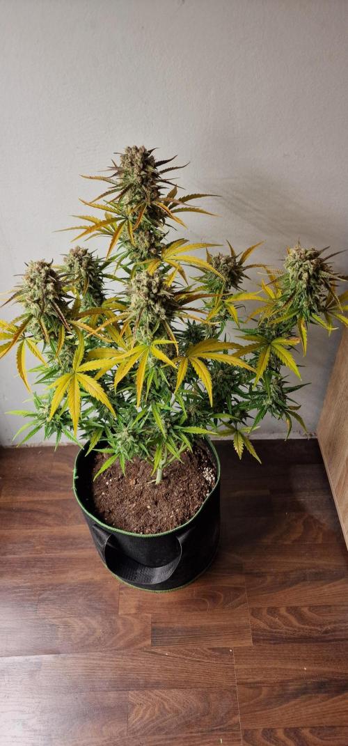 DarkDevil. Week 10