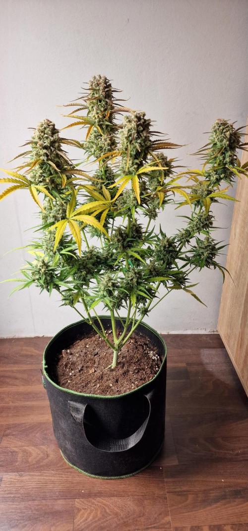 DarkDevil. Week 10