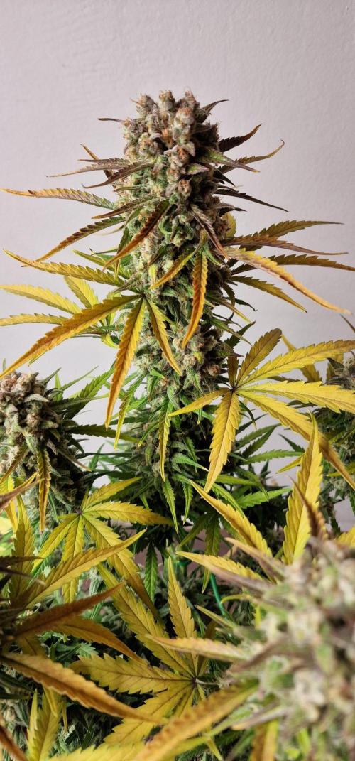 DarkDevil. Week 10