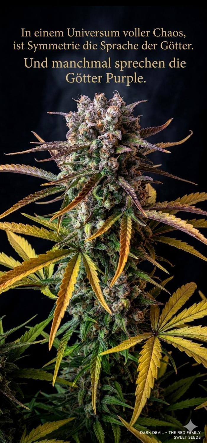 DarkDevil. Week 11