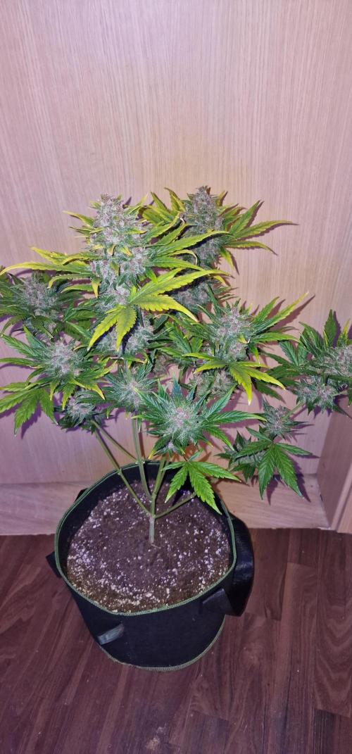 Red poisen. Week 8