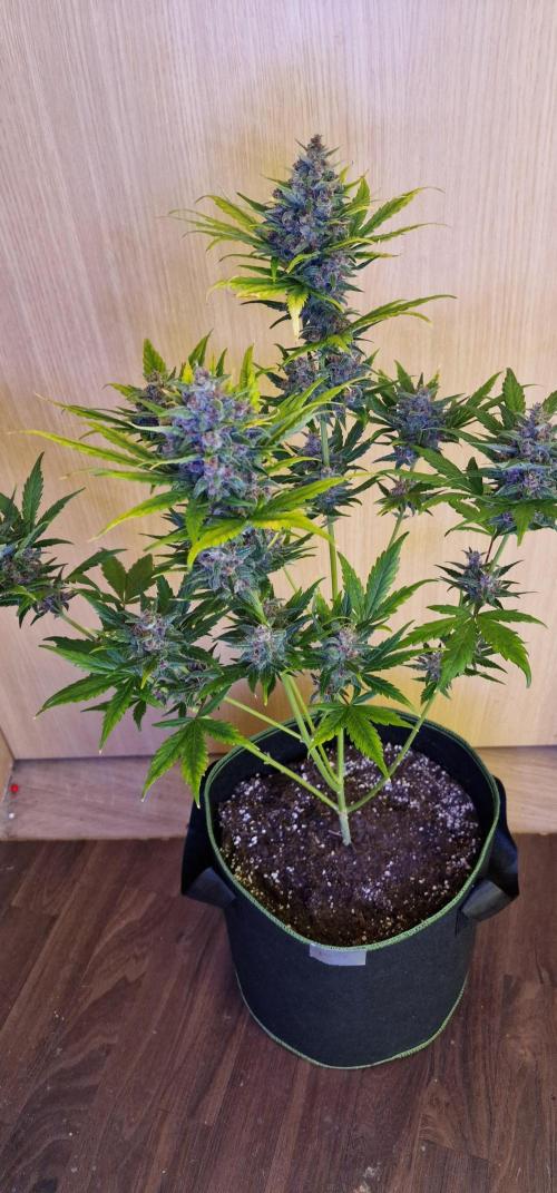 Red poisen. Week 8