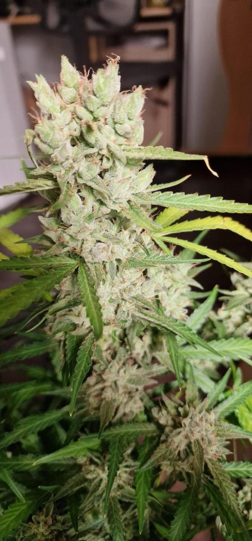 Kosher cake. Week 9