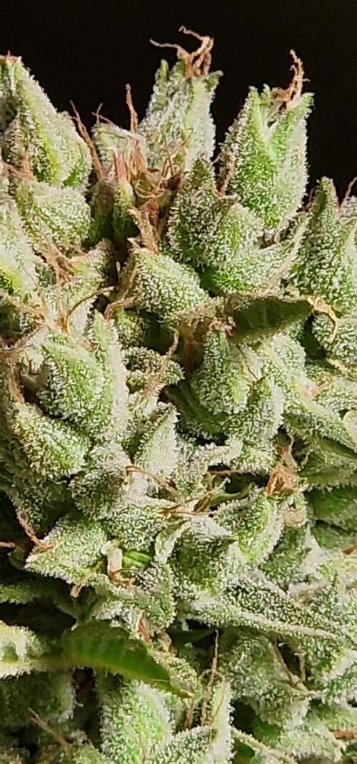 Kosher cake. Week 9