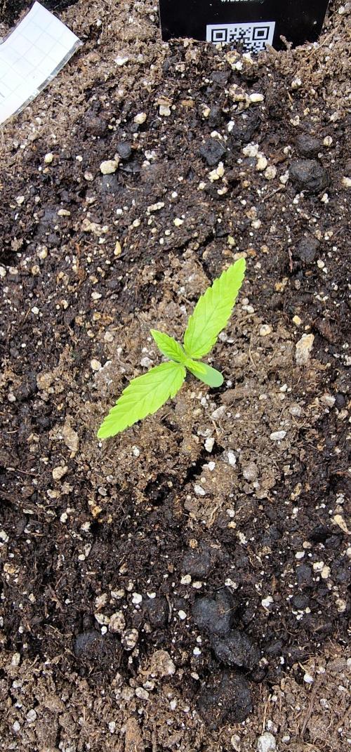 Fastbuds banana Guava Auto. Week 2