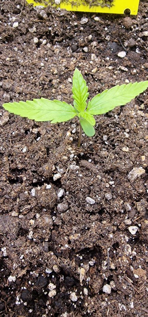 Fastbuds banana Guava Auto. Week 2