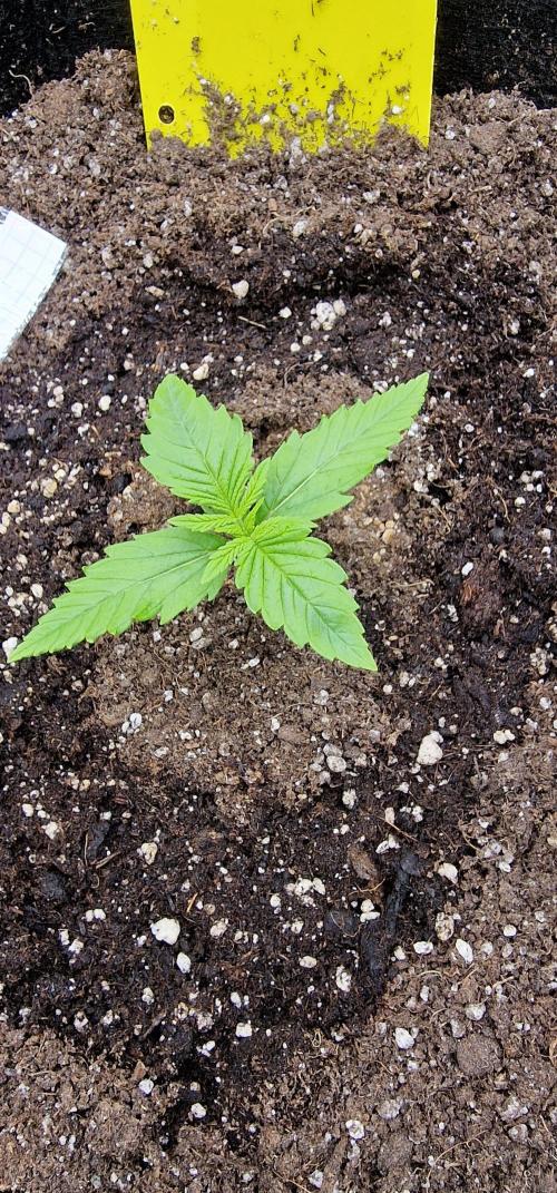 Banana cream cake xl. Week 2