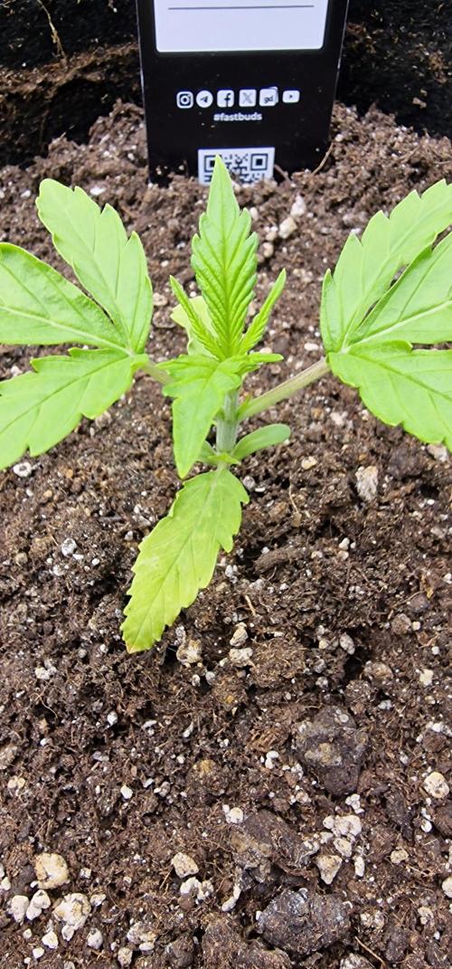 Fastbuds banana Guava Auto. Week 3