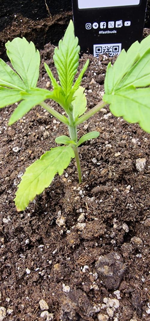 Fastbuds banana Guava Auto. Week 3