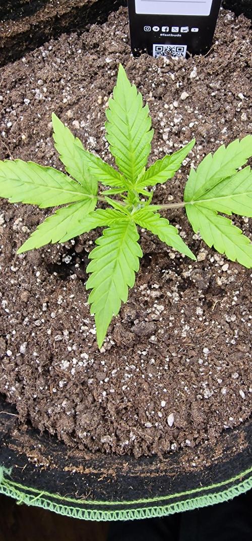 Fastbuds banana Guava Auto. Week 3