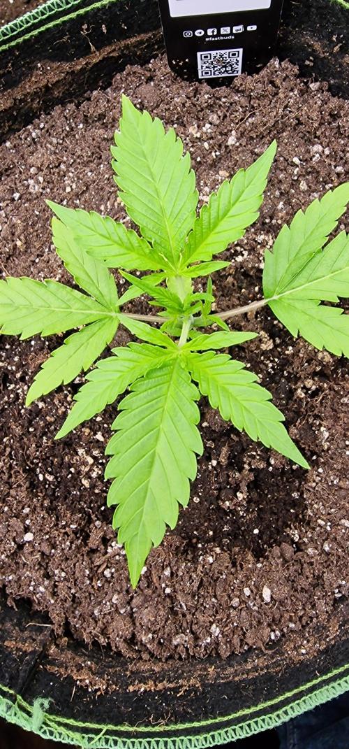 Fastbuds banana Guava Auto. Week 3