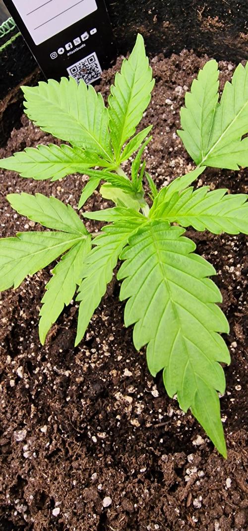 Fastbuds banana Guava Auto. Week 3