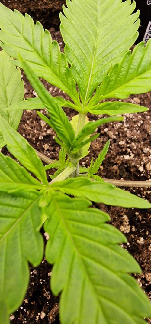 Fastbuds banana Guava Auto. Week 3