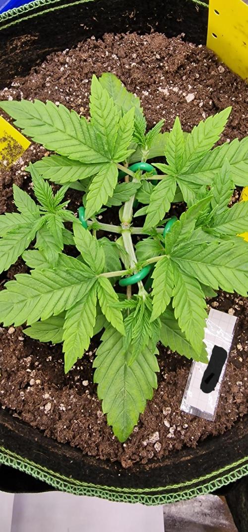 Banana cream cake xl . Week 4