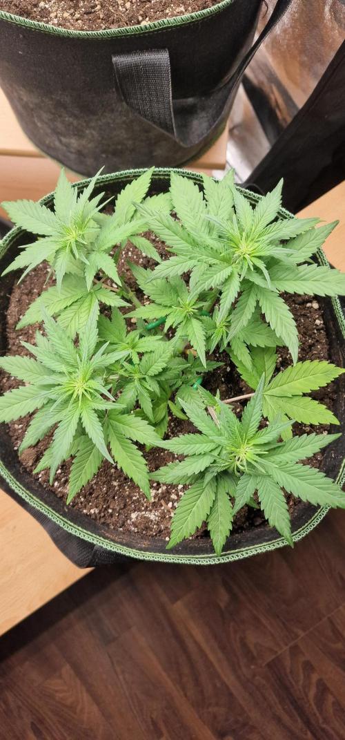 Banana cream cake xl. Week 5