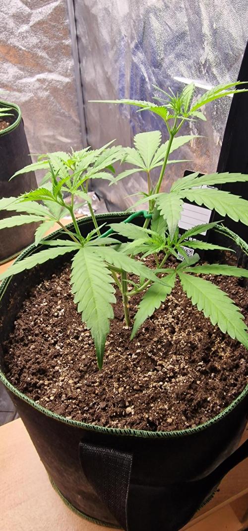 Fastbuds banana Guava Auto. Week 5