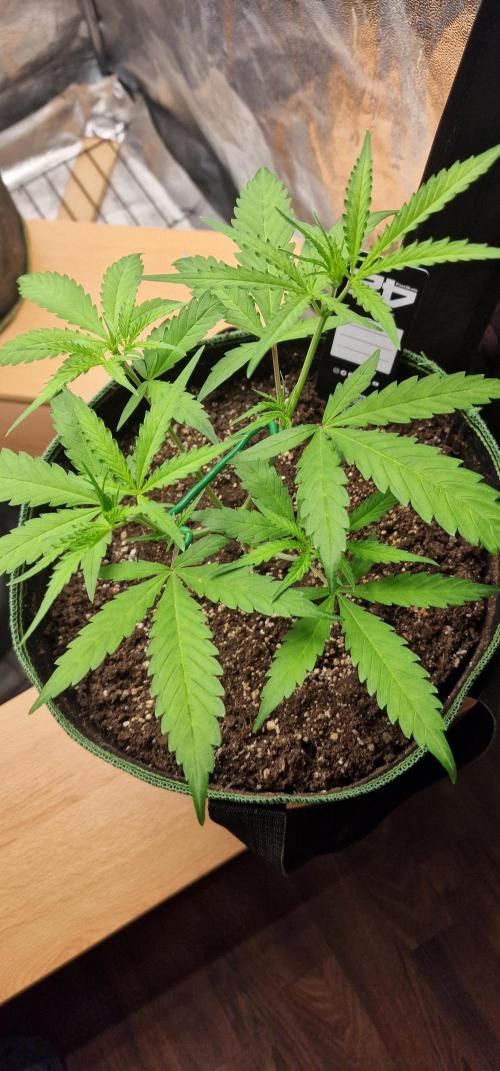 Banana Guava Auto. Week 5