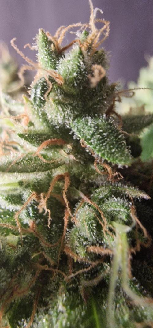 Banana Guava Auto. Week 6